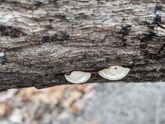 Truncospora wisconsinensis