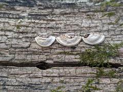 Truncospora wisconsinensis