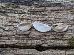 Truncospora wisconsinensis