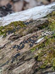 Rosellinia subiculata