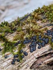 Rosellinia subiculata