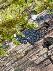 Rosellinia subiculata