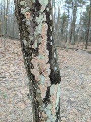 Cylindrobasidium evolvens