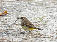 Setophaga palmarum image