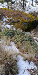 Sedum obcordatum