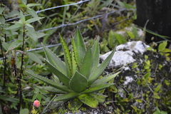 Agave obscura