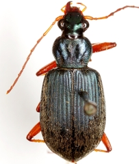 Chlaenius leucoscelis