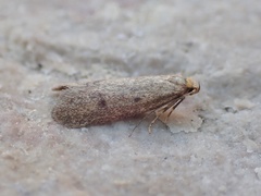 Pseudatemelia josephinae