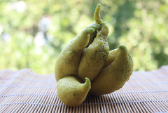 Citrus medica sarcodactylis