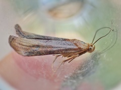 Pterothrixidia rufella