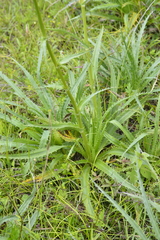 Eryngium proteiflorum