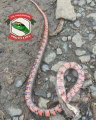 Erythrolamprus epinephalus pseudocobella