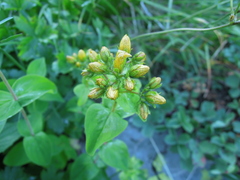 Hypericum bithynicum