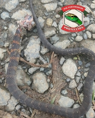 Erythrolamprus epinephalus pseudocobella