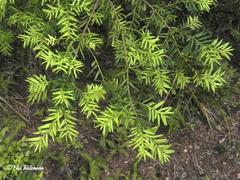 Saxegothaea conspicua