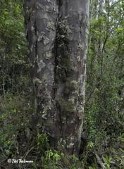 Saxegothaea conspicua