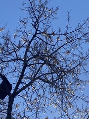 Acer negundo