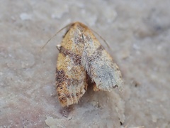 Sparganothis pilleriana