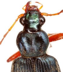 Chlaenius leucoscelis