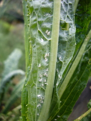 Aleyrodes proletella