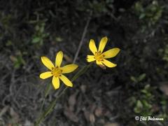 Sisyrinchium patagonicum