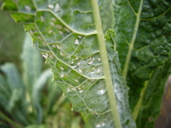 Aleyrodes proletella