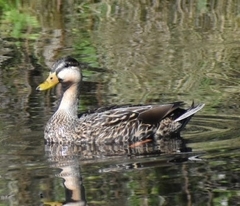 Anas platyrhynchos × fulvigula