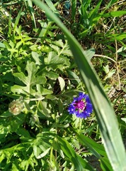 Centaurea cyanus