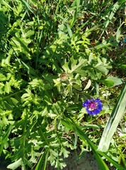 Centaurea cyanus