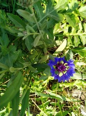 Centaurea cyanus