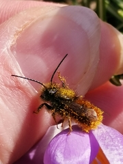Osmia cornuta
