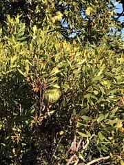 Eucalyptus conferruminata