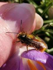 Osmia cornuta
