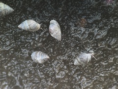 Allochroa layardi