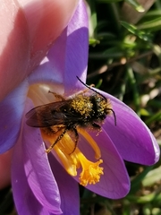 Osmia cornuta