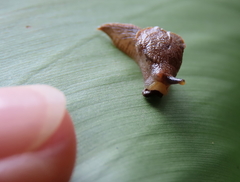 Cucullarion parkini
