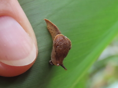 Cucullarion parkini