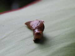 Cucullarion parkini