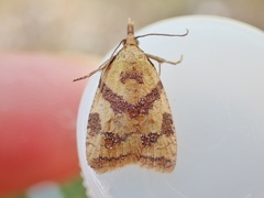 Sparganothis pilleriana