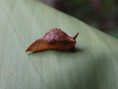 Cucullarion parkini