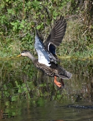 Anas platyrhynchos × fulvigula