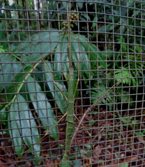 Candovia granulosa