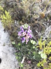 Amphithalea imbricata