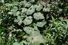 Cucurbita maxima