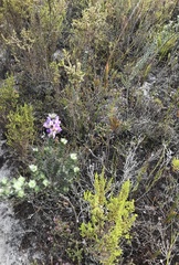 Amphithalea imbricata