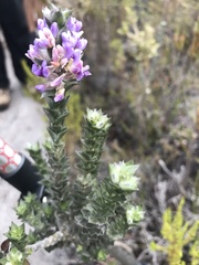 Amphithalea imbricata