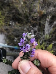 Amphithalea imbricata