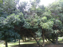 Sideroxylon inerme inerme