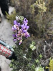 Amphithalea imbricata