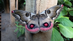 Polythysana rubrescens